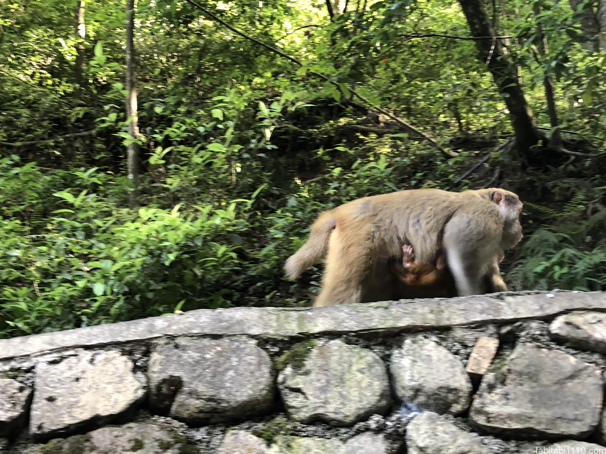 武陵源観光｜金鞭渓の猿