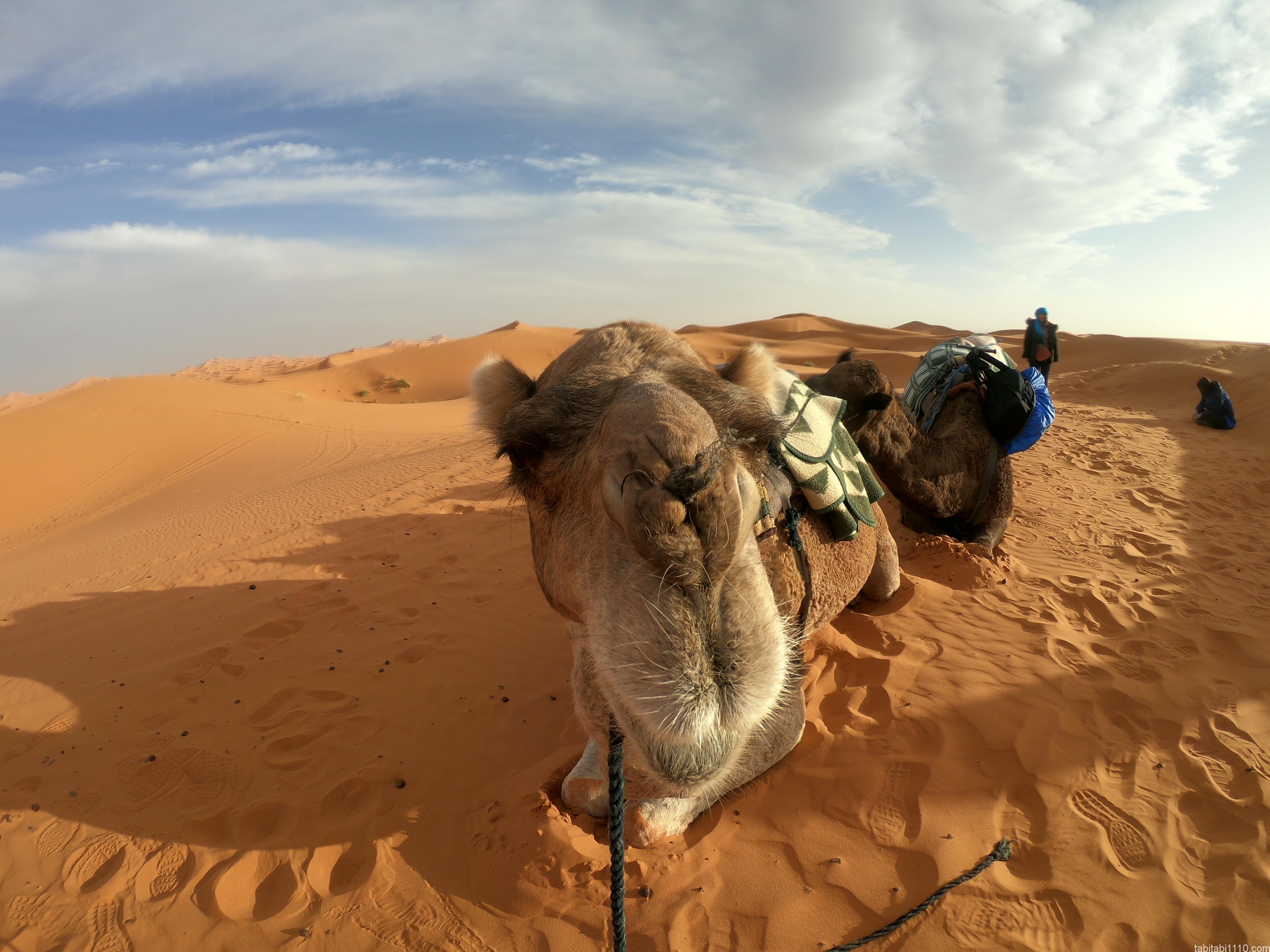 サハラ砂漠ツアー｜ラクダのアップ