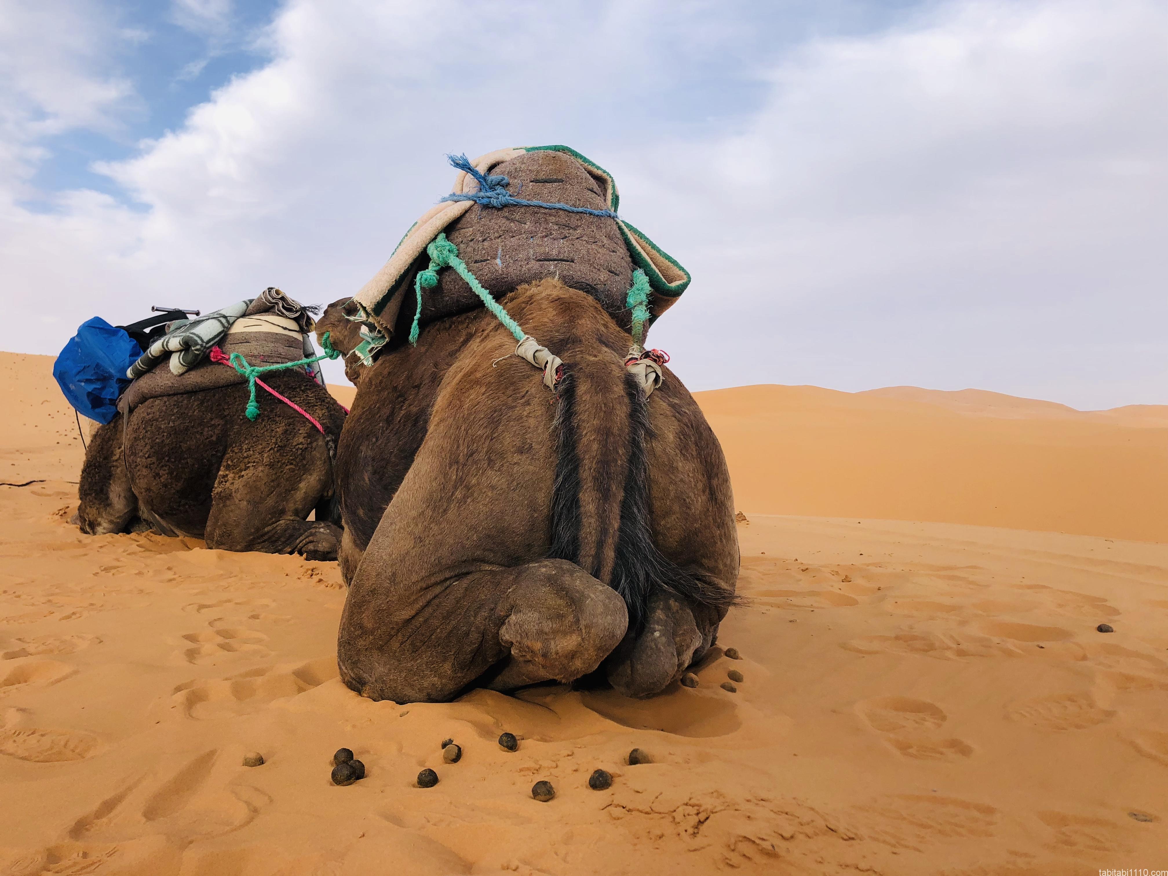 サハラ砂漠ツアー｜ラクダのおしり