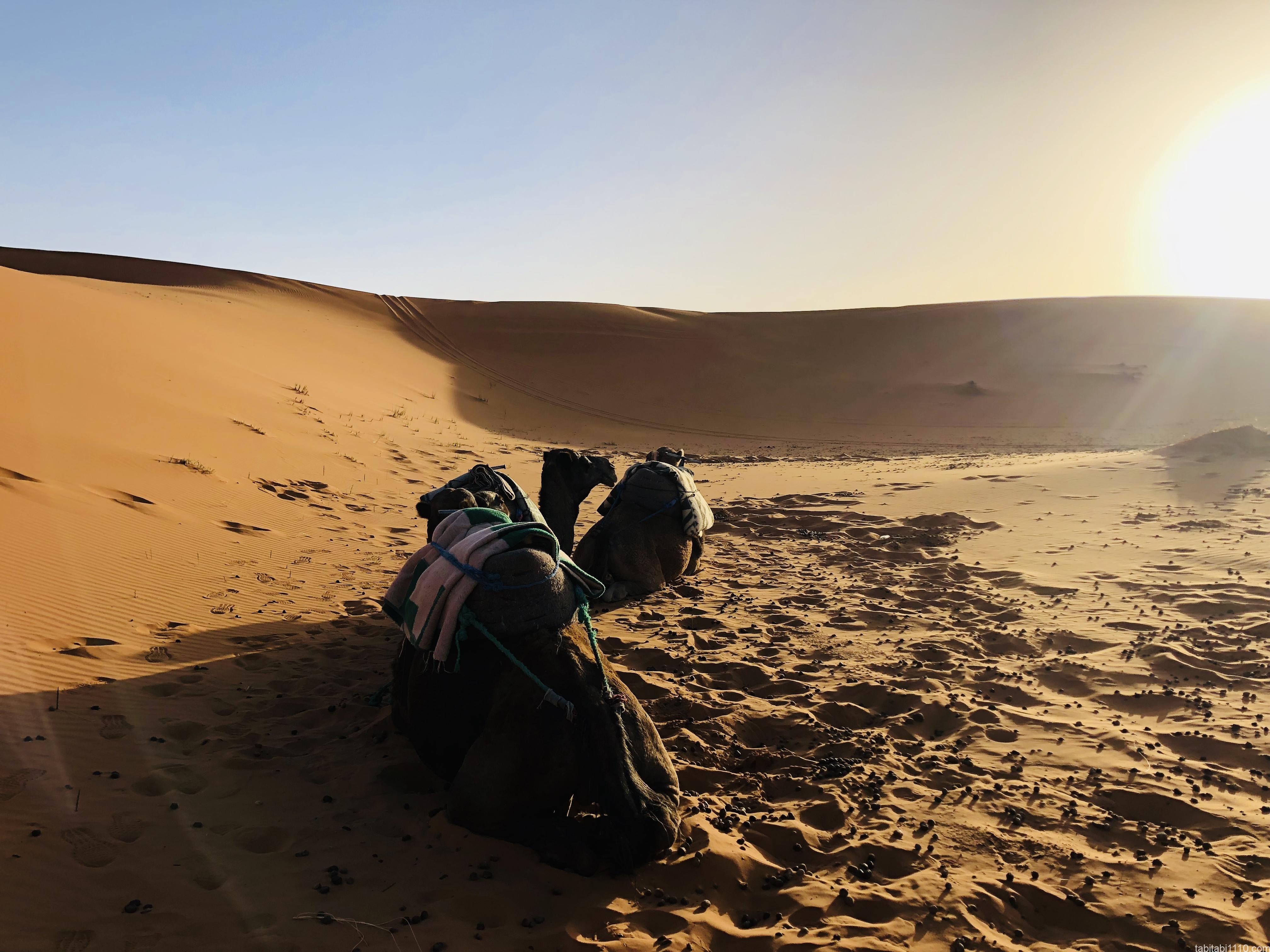 サハラ砂漠ツアー｜ラクダさんの寝床