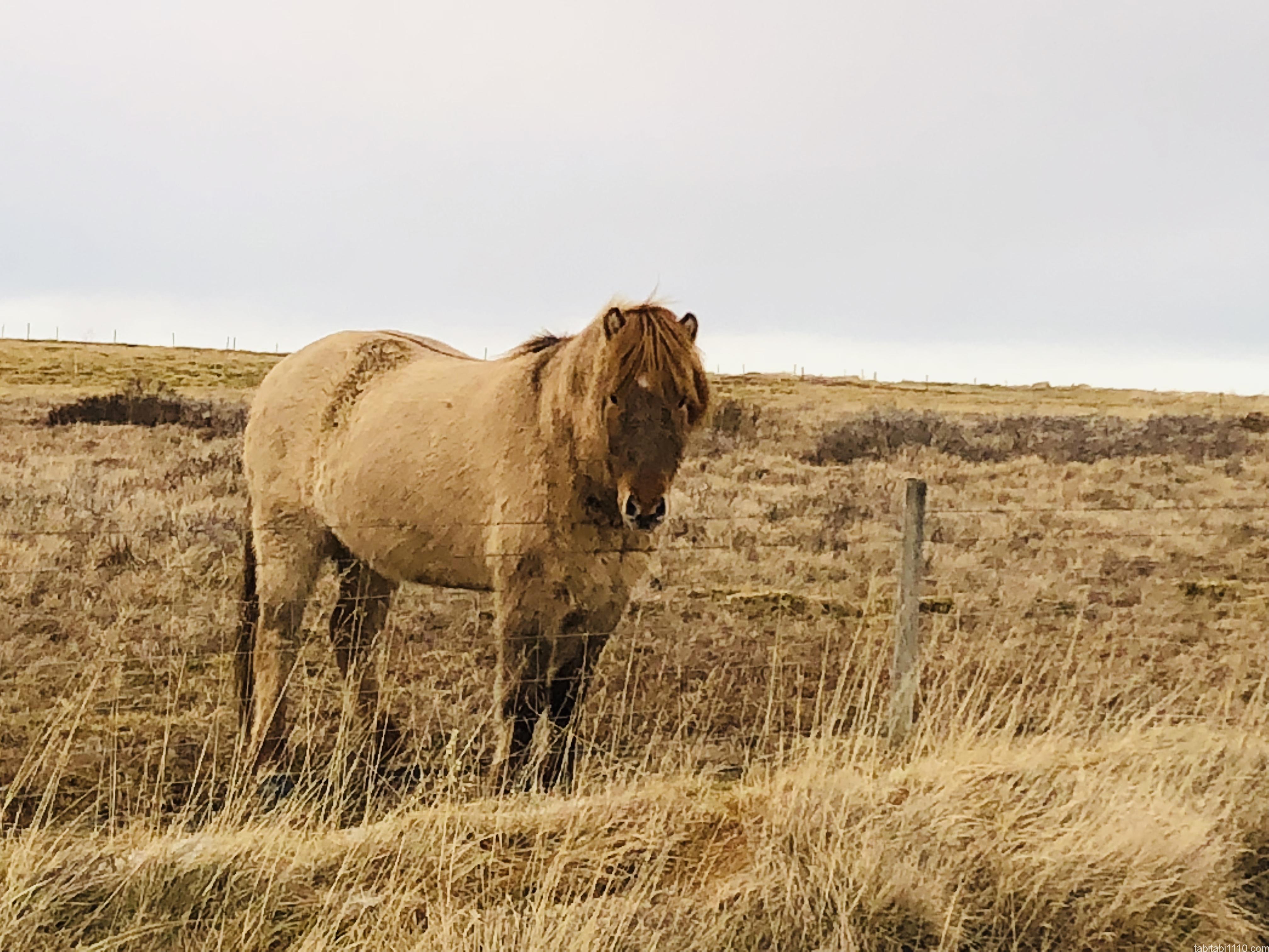 アイスランドのもふ馬
