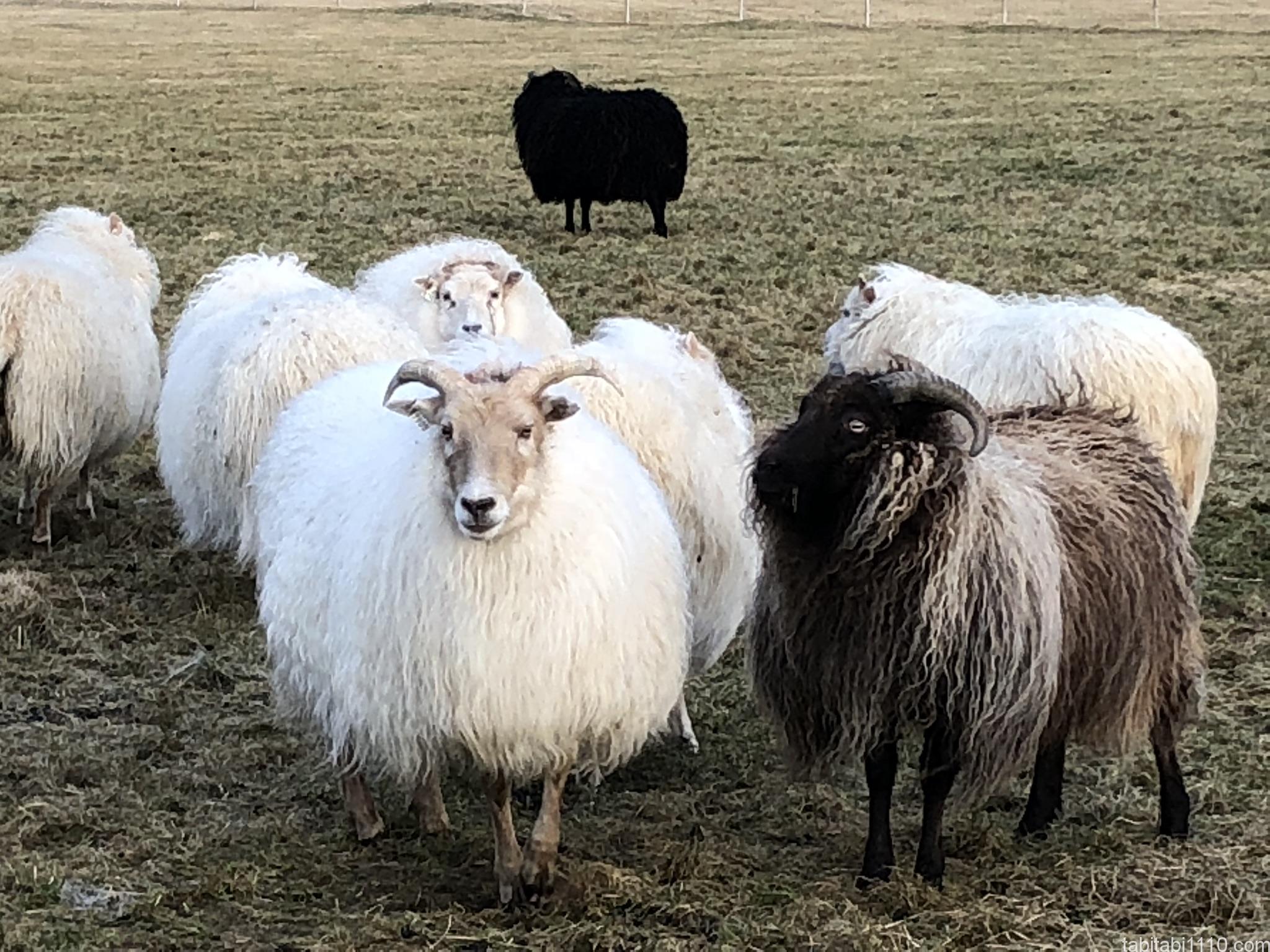 アイスランドのもふ羊