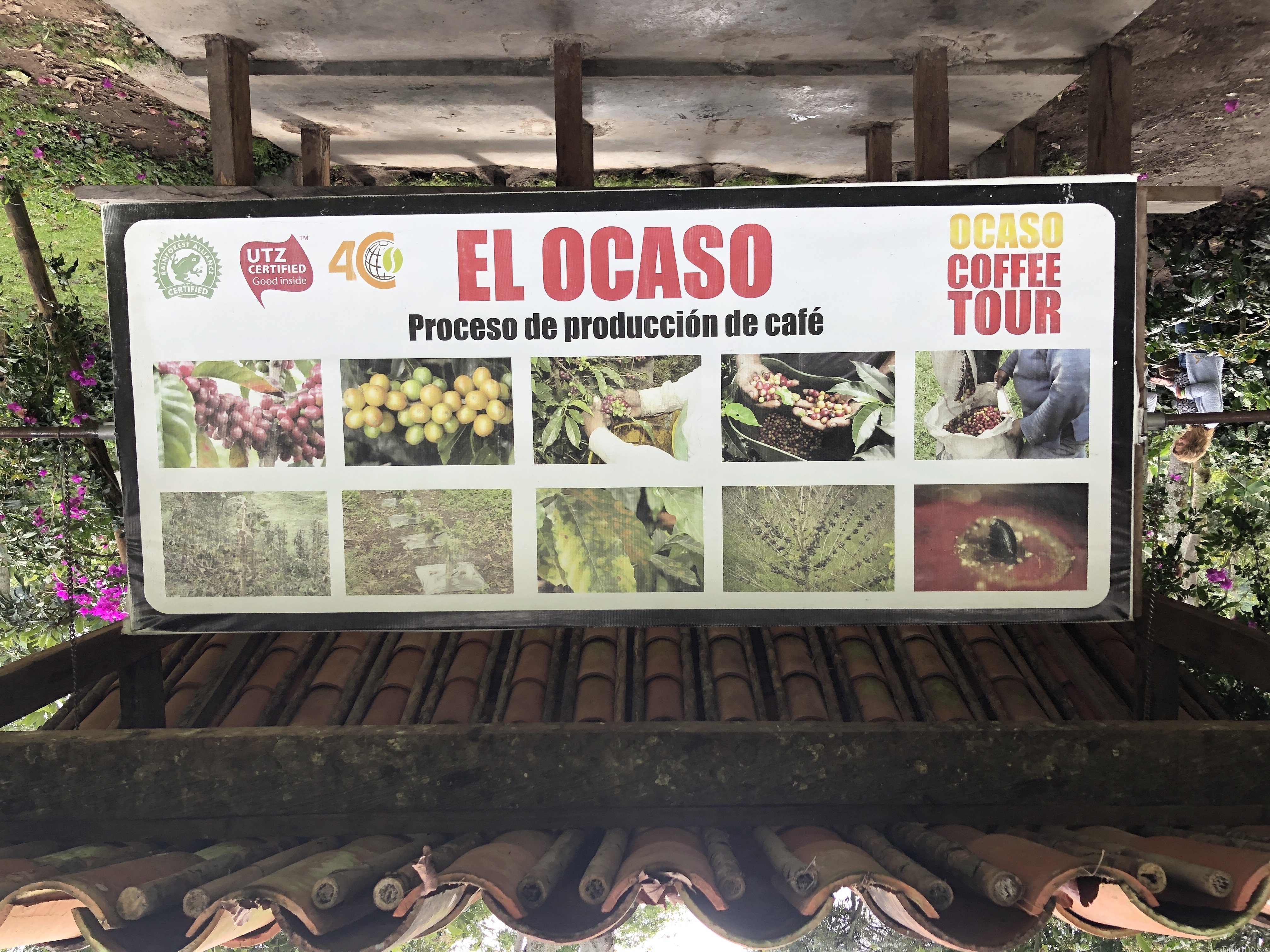 El Ocaso｜コーヒー農園ツアー