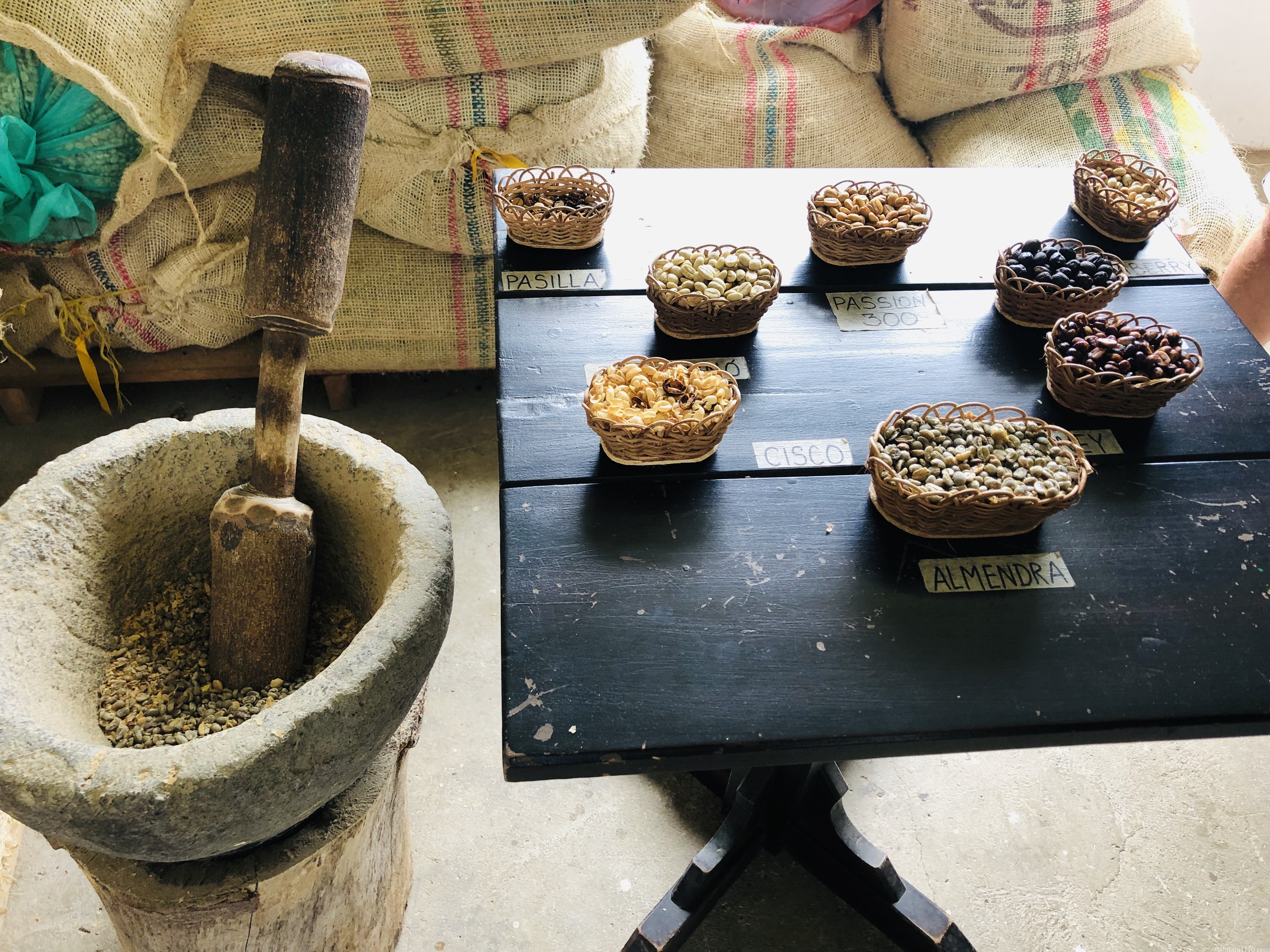 El Ocaso｜コーヒー農園ツアー